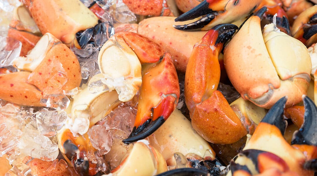 South Florida Seafood Festival Kicks off Stone crab season