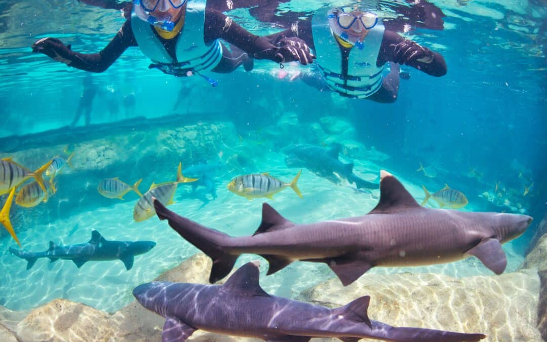 Celebrate Shark Month at Discovery Cove in Orlando