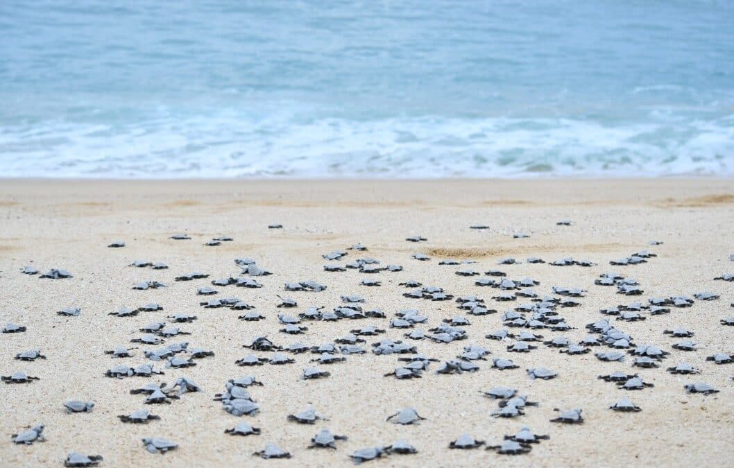 Quivira Los Cabos: Mexico’s Sea Turtle Sanctuary