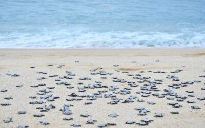 Quivira Los Cabos: Mexico’s Sea Turtle Sanctuary