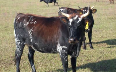 Bringing Back Criollo Cattle to South Florida