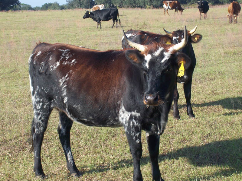 Bringing Back Criollo Cattle to South Florida