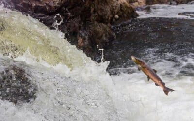 Riverwoods Projects Protect Scotland Landscapes