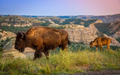 North Dakota: where buffalo roam and eagles soar