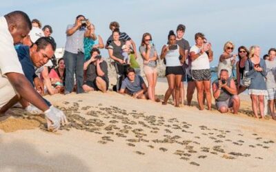 Pueblo Bonito Resorts Celebrates Earth Day
