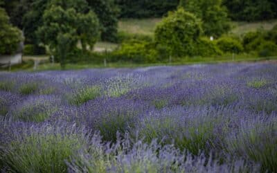 Lavender Fields Forever